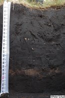 Eutric Mollic Silandic Andosol (Epiloamic, Katosiltic, Hyperhumic) - Mexico Eutric Mollic Silandic Andosol (Epiloamic, Katosiltic, Hyperhumic) - Mexico