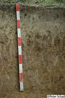 Albic Stagnosol - Germany Albic Stagnosol - Germany