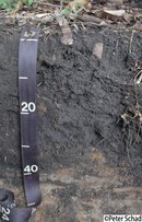 Leptic Umbrisol Humic Mexico