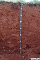 Chromic Ferralic Abruptic Lixisol (Pantoloamic, Cutanic, Ochric, Profondic, Epiraptic) - South Africa Chromic Ferralic Abruptic Lixisol (Pantoloamic, Cutanic, Ochric, Profondic, Epiraptic) - South Africa