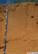 Eutric Endosideralic Brunic Aeolic Arenosol (Bathylamellic, Ochric, Rubic) - South Afric Eutric Endosideralic Brunic Aeolic Arenosol (Bathylamellic, Ochric, Rubic)