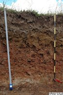 Vertic Stagnic Abruptic Solonetz (Clayic, Humic, Magnesic, Raptic) - Australia Vertic Stagnic Abruptic Solonetz (Clayic, Humic, Magnesic, Raptic) - Australia