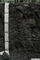 Sodic Vertisol (Protocalcic, Manganiferric, Grumic, Humic, Stagnic) - Australia Sodic Vertisol (Protocalcic, Manganiferric, Grumic, Humic, Stagnic) - Australia